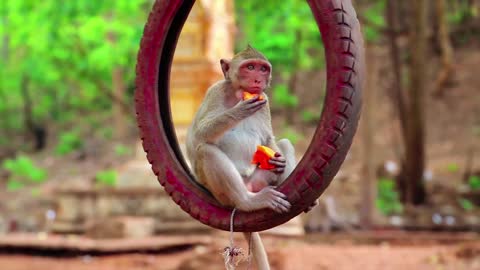 Monkey funny Video nice