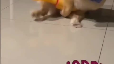 this dog playing with toy