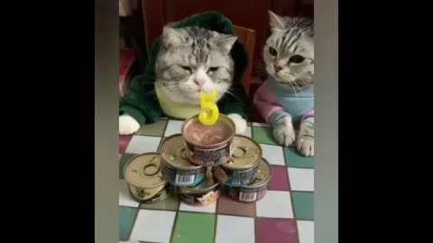 Best funny cat video of 2020