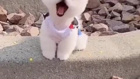 Funny dogs video #short