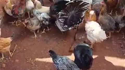 Amazing chicken 🐓 trending video