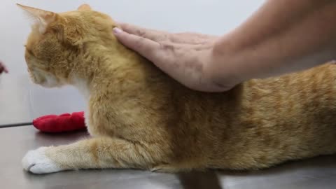 How to give insulin injection to a diabetic cat