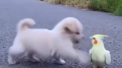 Dogs dont know how to talk with parrot