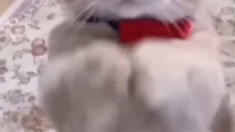 Funniest cat video ever