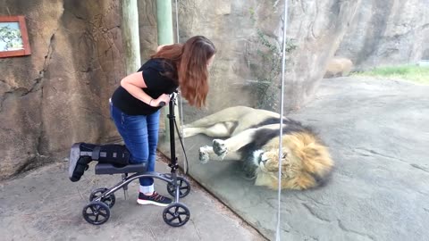 Playful Lion Really Wants Her Scooter