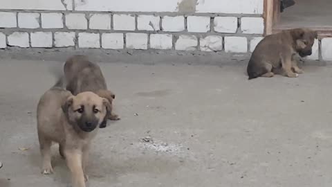 Homeless puppies, support with rohot