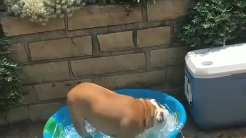 funny dog take an ice bath