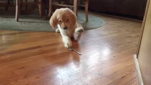 Golden Retriever puppy doesn't trust spoon