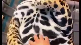 Big Jaguar Belly! ADORABLE ❤️