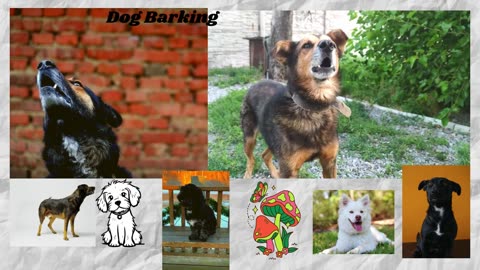 How Dog Barking