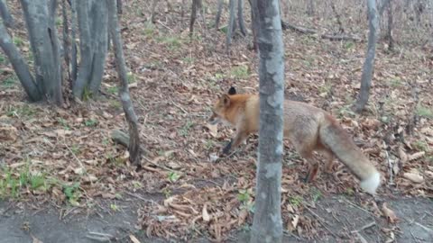 Fox on a Russian island in Russia