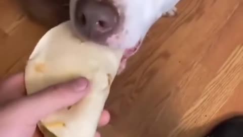 Cute dogs eating! #funny#cute#eating#food