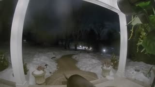 Dog Uses Doorbell To Come Inside