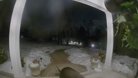 Dog Uses Doorbell To Come Inside
