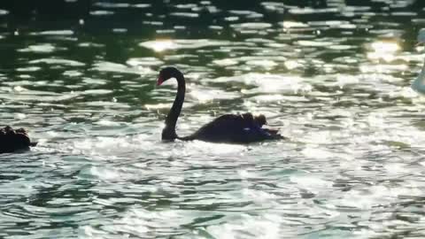 beautiful whooper swan