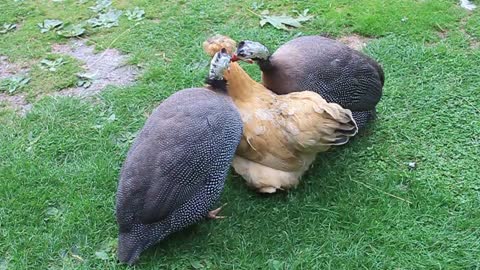 Penny the Silkie Bantam with her two foster Guinea Fowls