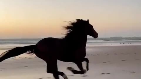 Latest version of the year|Super cool horses | Interesting pet dogs and cats