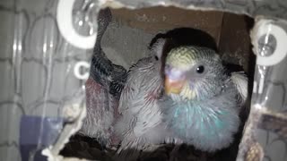 baby budgies realxing