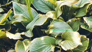 •ASMR|Hosta Plant 🪴🌱|