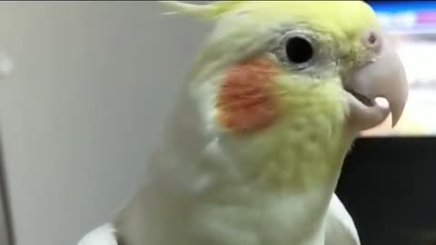 A parrot singing and dancing