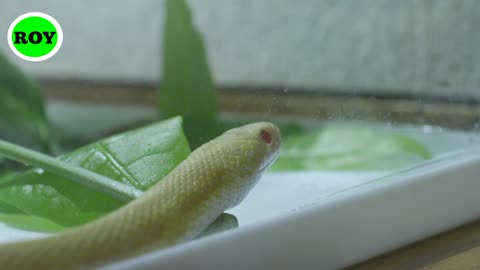 A snake is a long-bodied, carnivorous, cunning reptile without arms and legs. Watch his video.