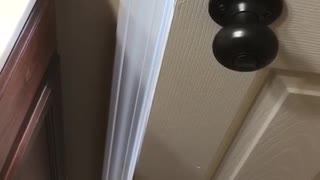 Black dog opening restroom door and standing near it