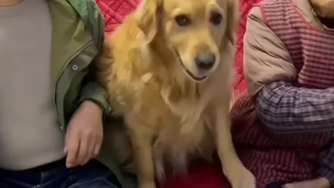 In this video dog helps his owner's grandmother to get the TV remote