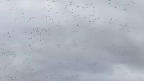 Snow Geese Hurricane