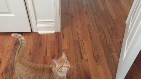 My Blind Cat Plays Fetch