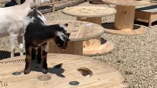 Tiny Goat Learns How Far It Can't Jump