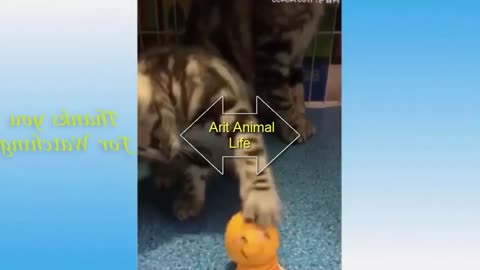 Funniest Cats - Funny Cats Life - Don't try to hold back Laughter