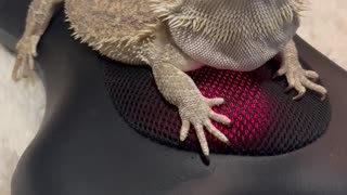 Bearded Dragon Takes a Ride on a Heated Rolling Massager