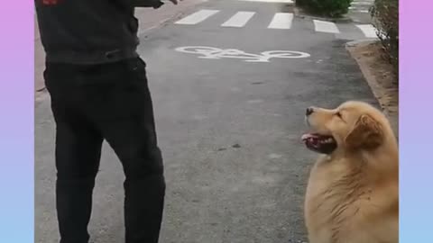 Poor Dog try to beg in the street