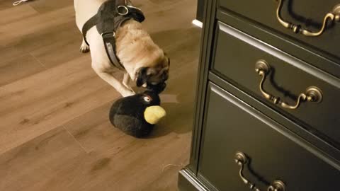 When Pugs Attack!