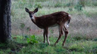 Fawn Deer