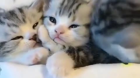 Baby Cats - Cute and Funny Baby Cat Videos Compilation 😍😍