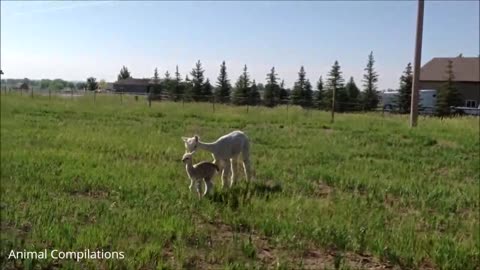 Furry Baby Alpacas - CUTEST Compilation*