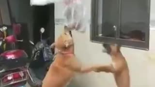 Kung Fu dog