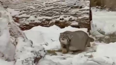 I love this cat. Pallas’ cat 😍😍