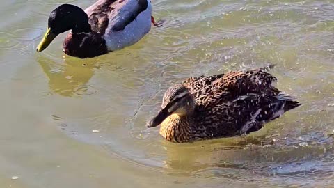 Pair of ducks in the river swimming and preening.
