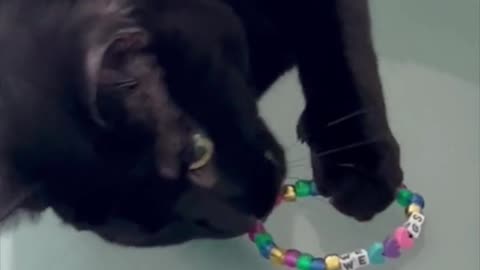 Adopting a Cat from a Shelter Vlog -Piper Continues to Play with Bracelet #shorts