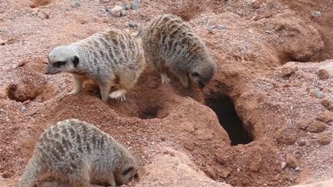 mongoose are digging burrows in the ground