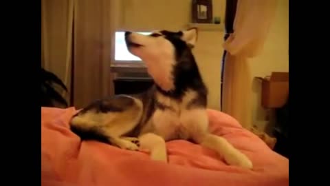 Having a bad day? Watch these funny doggos 🐶 talking 😂