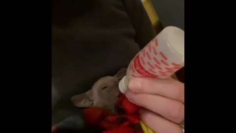 SIAMESE KITTY GETTING AN EXTRA FEED, CHECK ITS FLICKING EARS, HOW CUTE