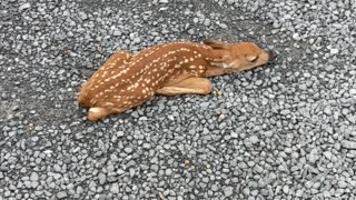 Baby deer in road