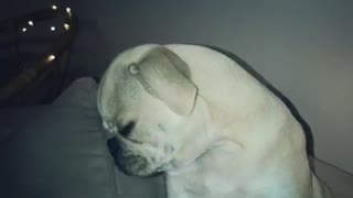 White pug falls asleep on couch and owner laughs