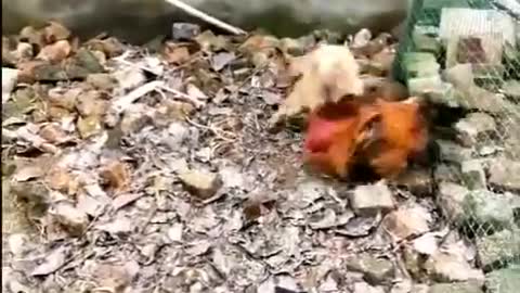 animal{chicken vs dog} fighting