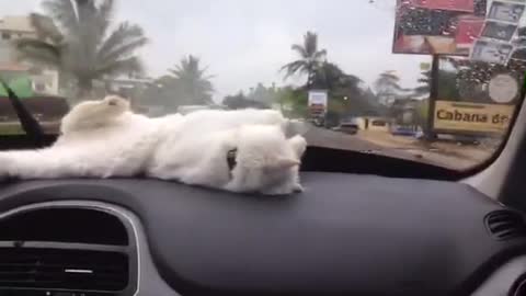 Dashboard Kitty Playtime