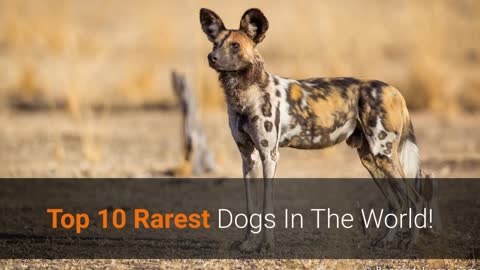 10 Rarest Dogs In The World - And What You Should Know About Them