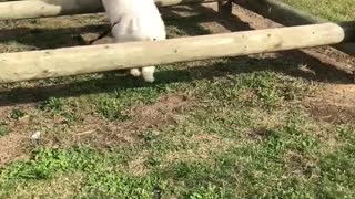 The bouncy jumping Samoyed duo
